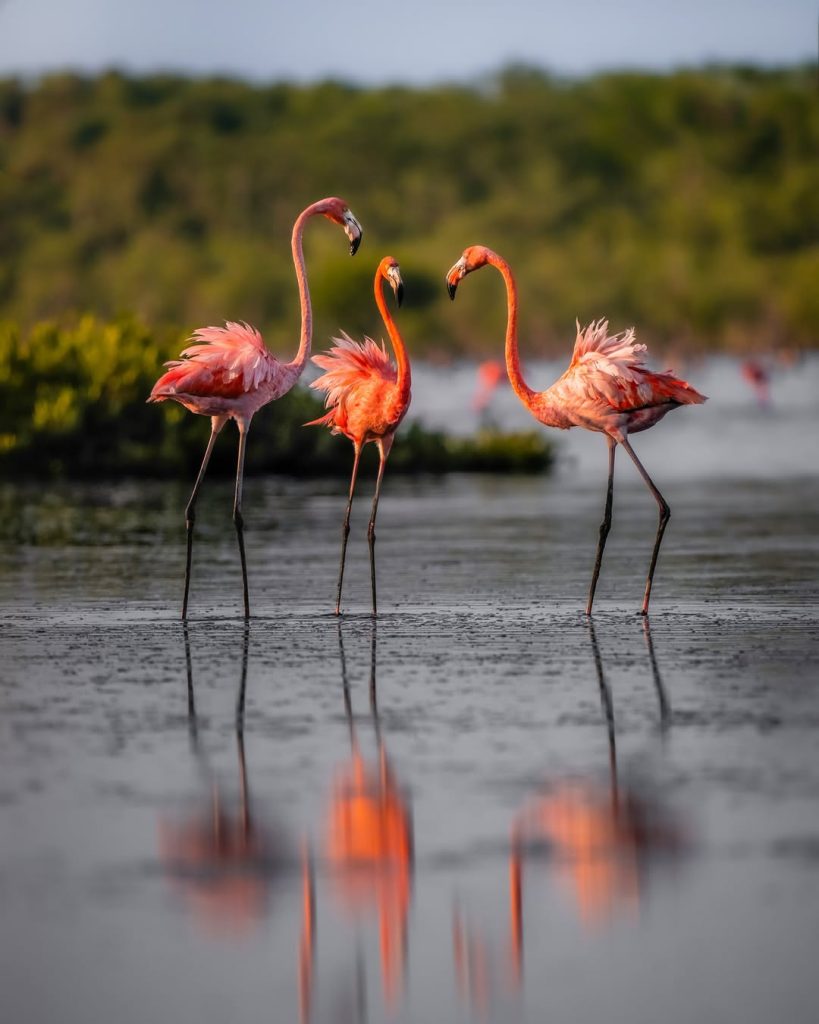 Flamencos
