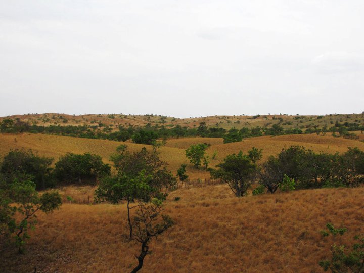 Paisaje de Guárico