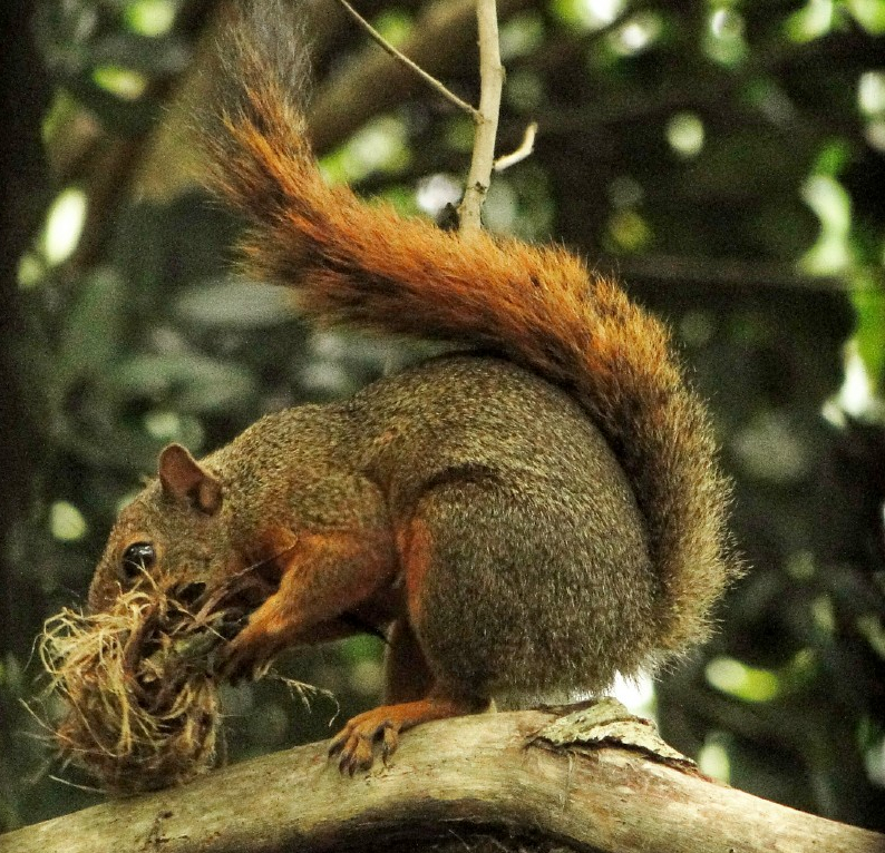 Fauna