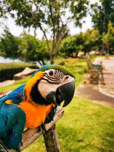 Fauna
